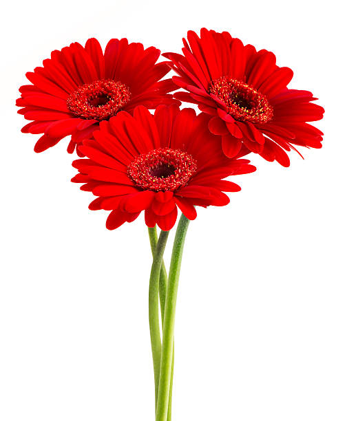 GERBERAS